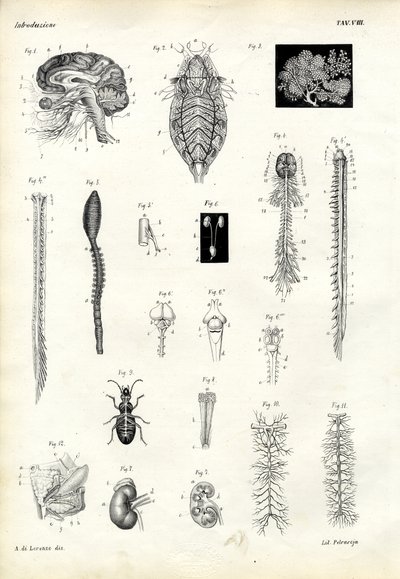 Rückgrate, 1863-79 von Raimundo Petraroja